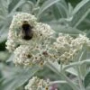 Buddleja 'Morning Mist' (PBR)