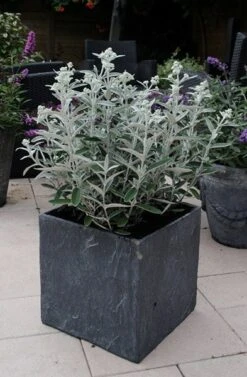 Buddleja 'Morning Mist' (PBR) 5 Buddleja 'Morning Mist' (PBR) -Plants Shop pl2000022465 card3 lg