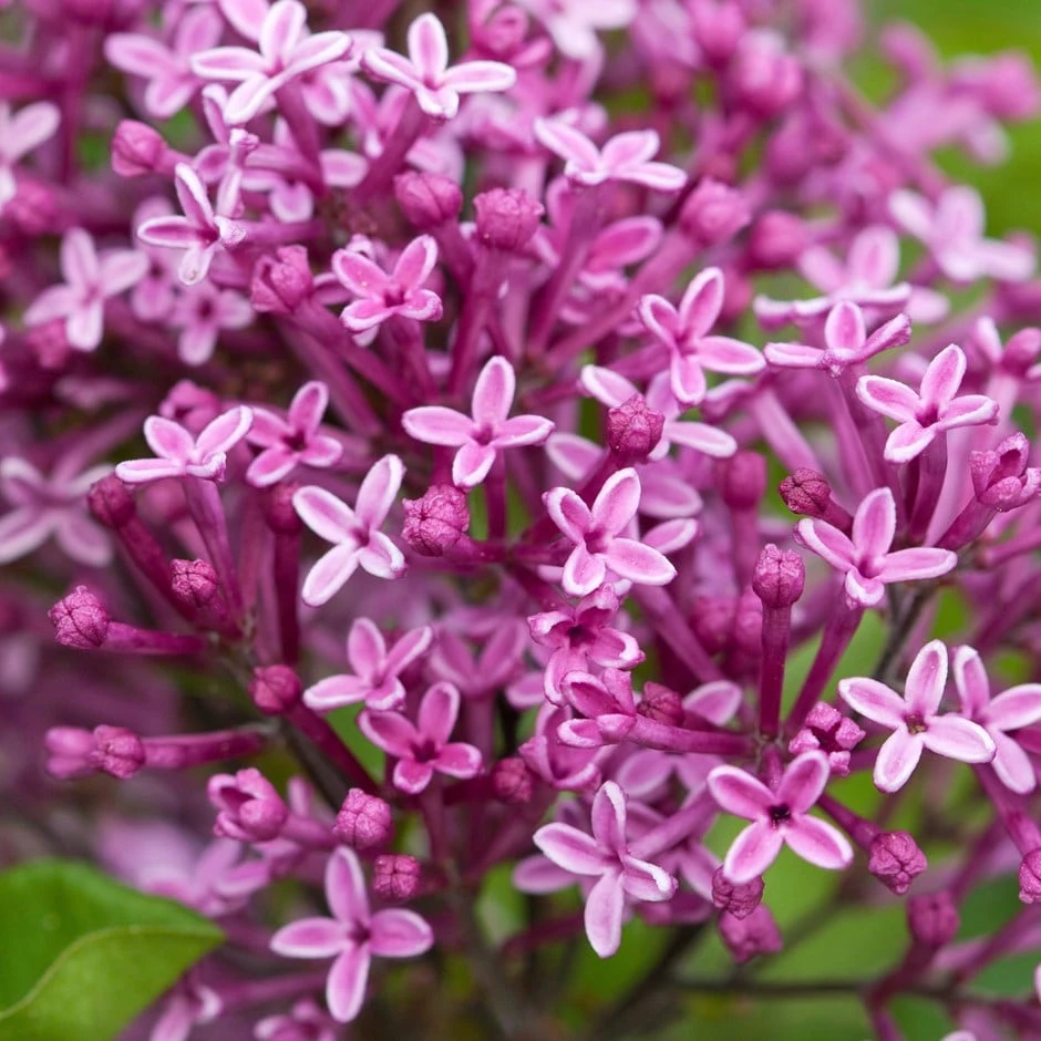 Syringa Bloomerang Dark Purple ('Smsjbp7') (PBR) 1 Syringa Bloomerang Dark Purple ('Smsjbp7') (PBR)