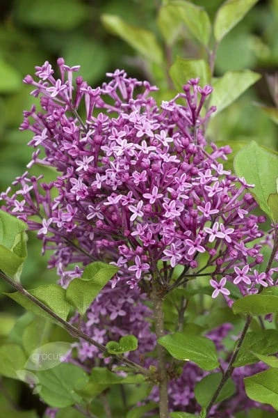 Syringa Bloomerang Dark Purple ('Smsjbp7') (PBR) 2 Syringa Bloomerang Dark Purple ('Smsjbp7') (PBR) - Image 2