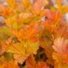 Physocarpus Amber Jubilee ('Jefam') (PBR)