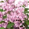 Syringa Bloomerang Pink Perfume ('Pink Perfume') (PBR)