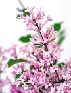 Syringa Bloomerang Pink Perfume ('Pink Perfume') (PBR) -Plants Shop pl2000022484 card3 lg