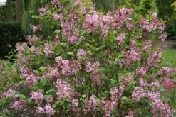Syringa Bloomerang Pink Perfume ('Pink Perfume') (PBR) -Plants Shop pl2000022484 card4 lg