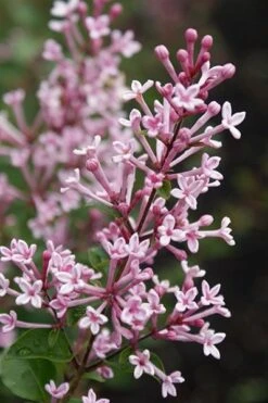 Syringa Bloomerang Pink Perfume ('Pink Perfume') (PBR) -Plants Shop pl2000022484 card5 lg