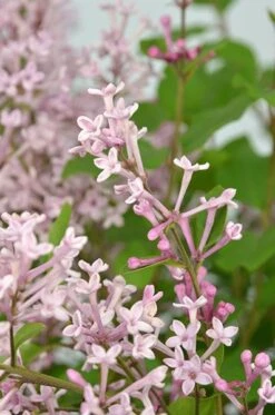 Syringa Bloomerang Pink Perfume ('Pink Perfume') (PBR) -Plants Shop pl2000022484 card6 lg
