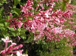 Syringa Bloomerang Pink Perfume ('Pink Perfume') (PBR) -Plants Shop pl2000022484 card7 lg