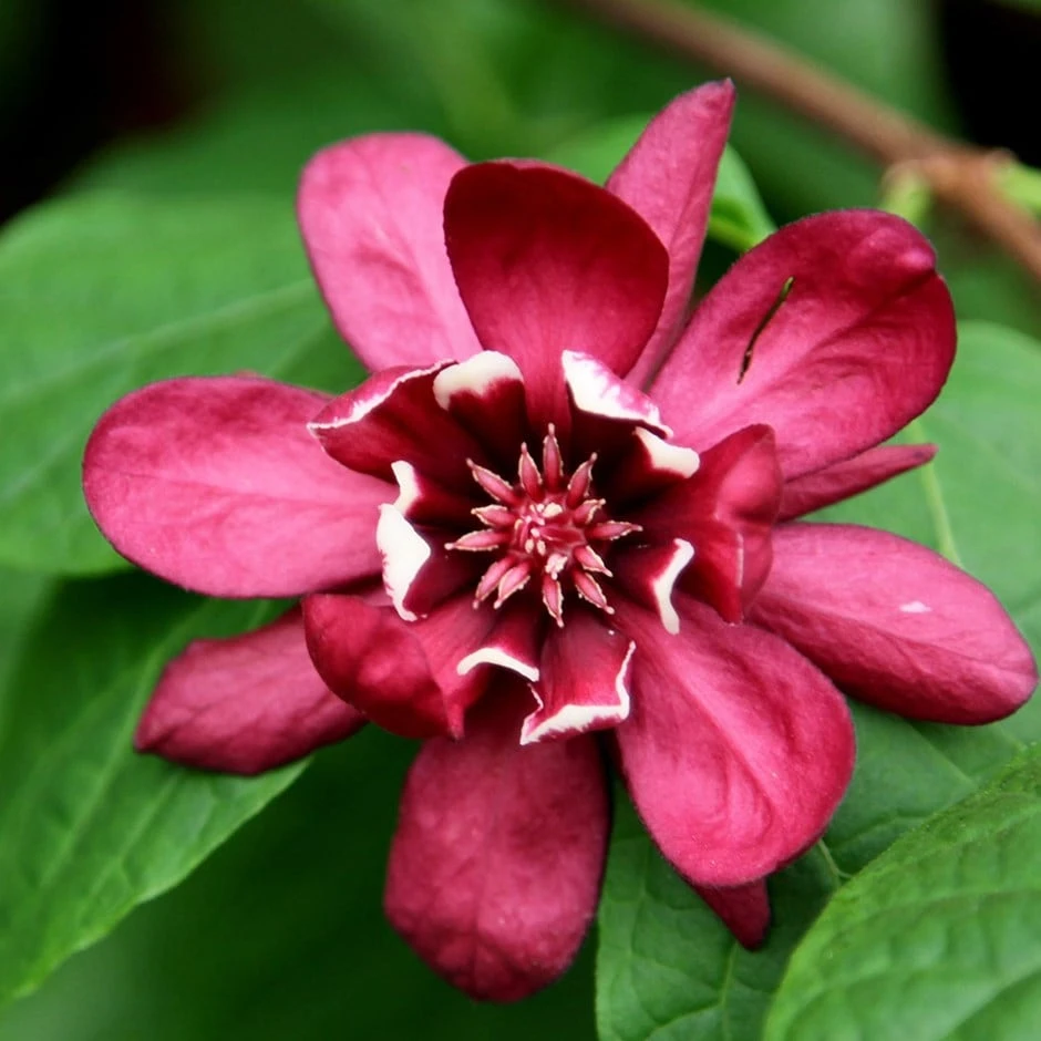 Calycanthus × Raulstonii 'Hartlage Wine' 1 Calycanthus × Raulstonii 'Hartlage Wine'