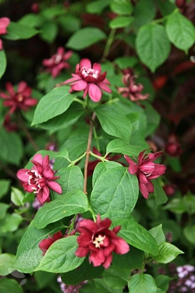 Calycanthus × Raulstonii 'Hartlage Wine' 2 Calycanthus × Raulstonii 'Hartlage Wine' - Image 2