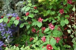 Calycanthus × Raulstonii 'Hartlage Wine' 5 Calycanthus × Raulstonii 'Hartlage Wine' -Plants Shop pl2000022492 card3 lg