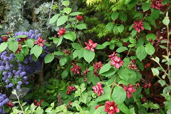 Calycanthus × Raulstonii 'Hartlage Wine' 3 Calycanthus × Raulstonii 'Hartlage Wine' - Image 3