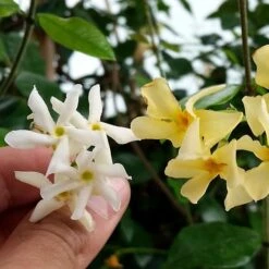 Trachelospermum Jasminoides Star Of Toscana ('Selbra') (PBR) -Plants Shop pl2000022510 card3 lg