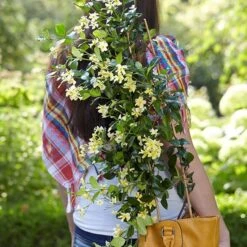 Trachelospermum Jasminoides Star Of Toscana ('Selbra') (PBR) -Plants Shop pl2000022510 card4 lg