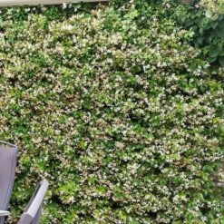 Trachelospermum Jasminoides Star Of Toscana ('Selbra') (PBR) -Plants Shop pl2000022510 card5 lg