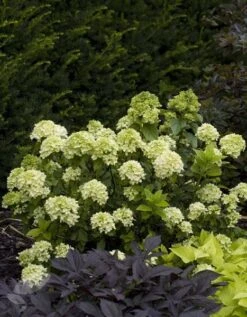 Hydrangea Paniculata Little Lime ('Jane') (PBR) -Plants Shop pl2000022524 card3 lg