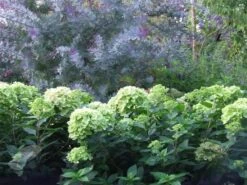 Hydrangea Paniculata Little Lime ('Jane') (PBR) -Plants Shop pl2000022524 card4 lg