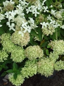 Hydrangea Paniculata Little Lime ('Jane') (PBR) -Plants Shop pl2000022524 card6 lg