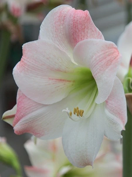 Hippeastrum (Galaxy Group) 'Apple Blossom' 2 Hippeastrum (Galaxy Group) 'Apple Blossom' - Image 2