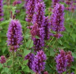 Agastache 'Blue Boa' (PBR) -Plants Shop pl2000022948 card3 lg