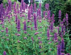 Agastache 'Blue Boa' (PBR) -Plants Shop pl2000022948 card4 lg