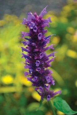 Agastache 'Blue Boa' (PBR) -Plants Shop pl2000022948 card5 lg