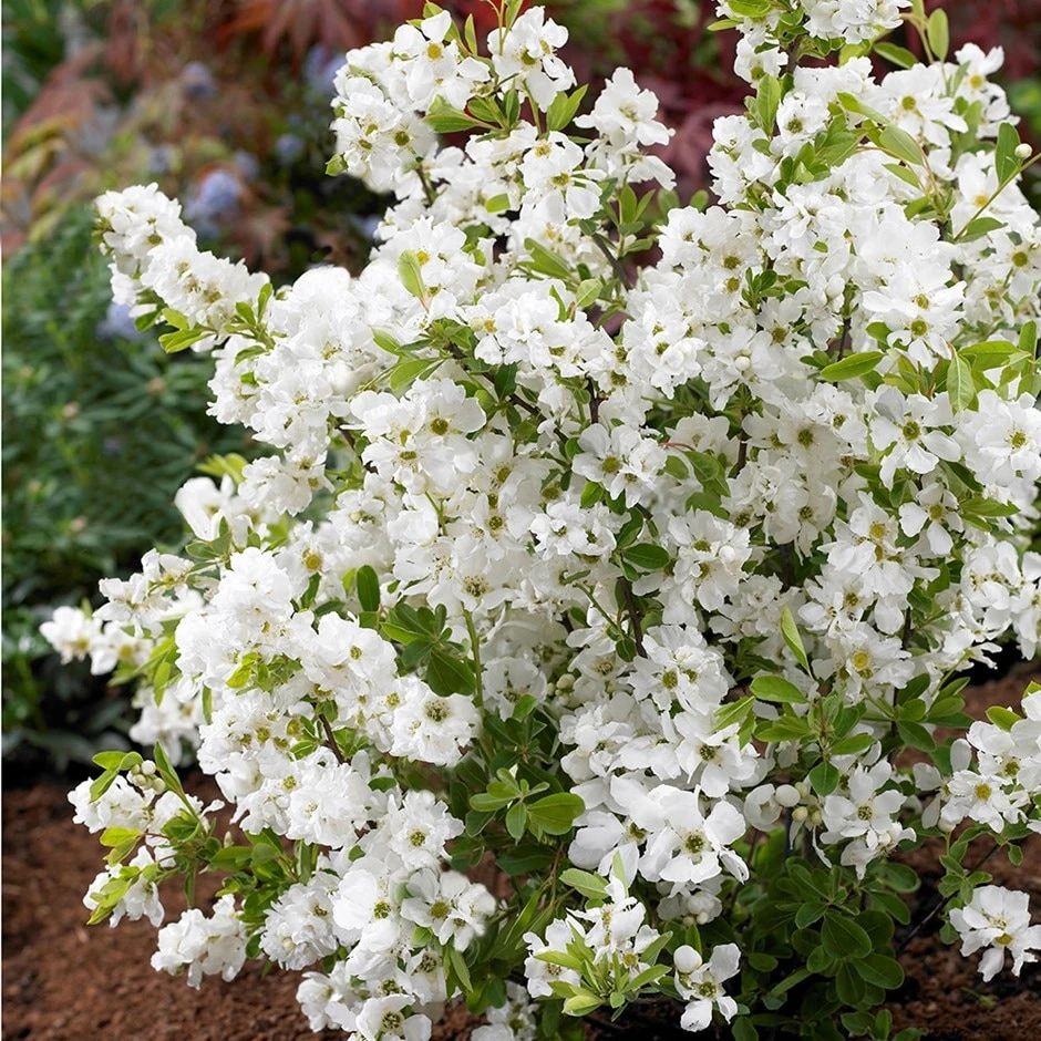 Exochorda × Macrantha 'Niagara' (PBR) 1 Exochorda × Macrantha 'Niagara' (PBR)