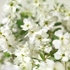 Exochorda × Macrantha 'Niagara' (PBR) 11 Exochorda × Macrantha 'Niagara' (PBR) -Plants Shop pl2000023499 card3 lg