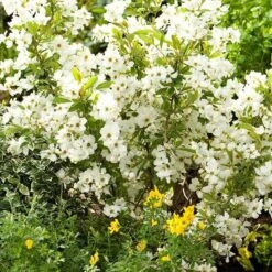 Exochorda × Macrantha 'Niagara' (PBR) 12 Exochorda × Macrantha 'Niagara' (PBR) -Plants Shop pl2000023499 card4 lg
