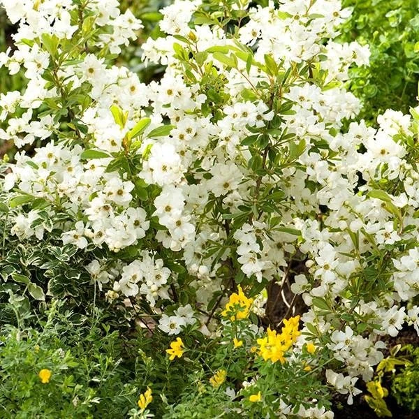 Exochorda × Macrantha 'Niagara' (PBR) 4 Exochorda × Macrantha 'Niagara' (PBR) - Image 4