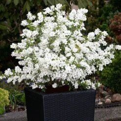 Exochorda × Macrantha 'Niagara' (PBR) 13 Exochorda × Macrantha 'Niagara' (PBR) -Plants Shop pl2000023499 card5 lg