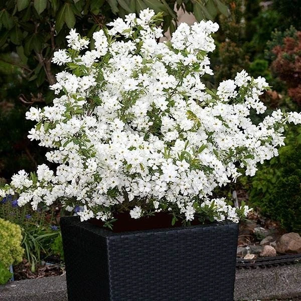 Exochorda × Macrantha 'Niagara' (PBR) 5 Exochorda × Macrantha 'Niagara' (PBR) - Image 5