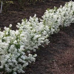 Exochorda × Macrantha 'Niagara' (PBR) 14 Exochorda × Macrantha 'Niagara' (PBR) -Plants Shop pl2000023499 card6 lg