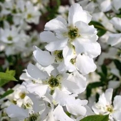 Exochorda × Macrantha 'Niagara' (PBR) 15 Exochorda × Macrantha 'Niagara' (PBR) -Plants Shop pl2000023499 card7 lg