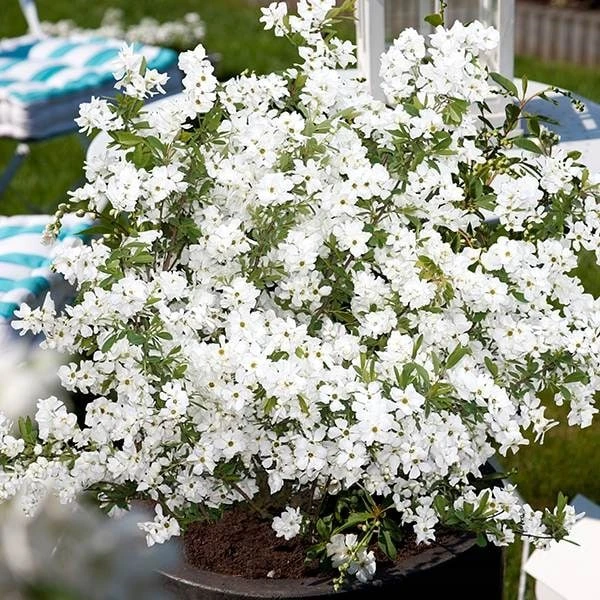 Exochorda × Macrantha 'Niagara' (PBR) 8 Exochorda × Macrantha 'Niagara' (PBR) - Image 8