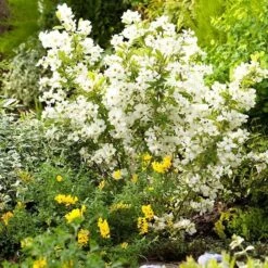 Exochorda × Macrantha 'Niagara' (PBR) 17 Exochorda × Macrantha 'Niagara' (PBR) -Plants Shop pl2000023499 card9 lg