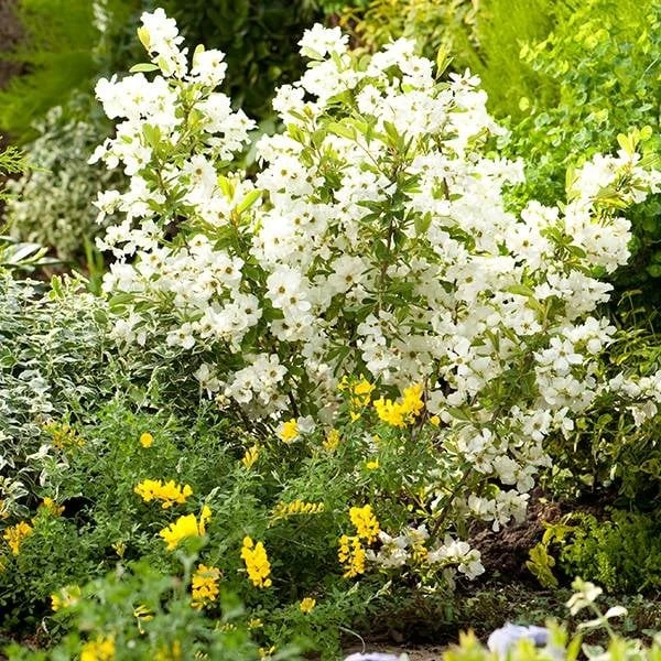 Exochorda × Macrantha 'Niagara' (PBR) 9 Exochorda × Macrantha 'Niagara' (PBR) - Image 9