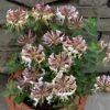 Lonicera Periclymenum 'Strawberries And Cream' ®