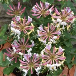 Lonicera Periclymenum 'Strawberries And Cream' ® 5 Lonicera Periclymenum 'Strawberries And Cream' ® -Plants Shop pl2000023628 card3 lg