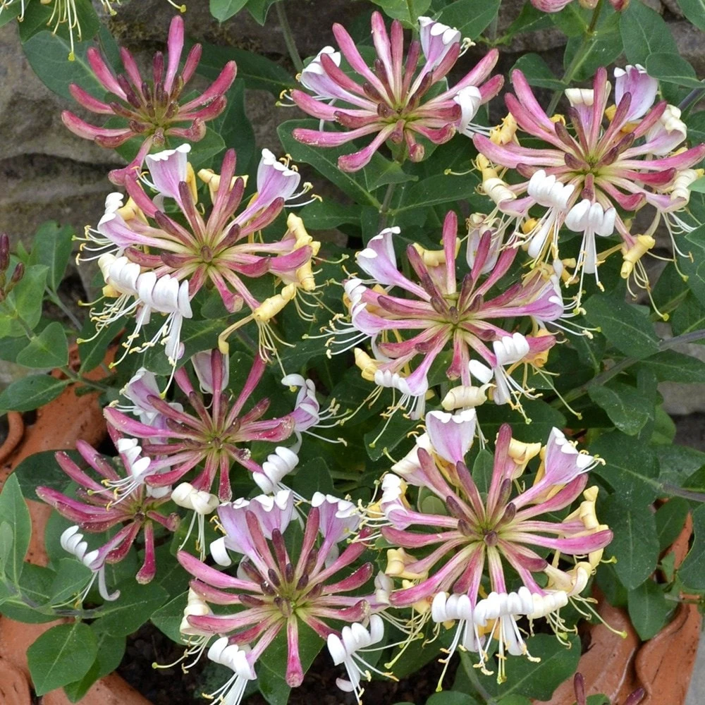 Lonicera Periclymenum 'Strawberries And Cream' ® 3 Lonicera Periclymenum 'Strawberries And Cream' ® - Image 3