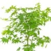 Acer Palmatum Going Green ('Sonkootgre') (PBR)