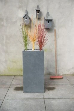 Acer Palmatum Going Green ('Sonkootgre') (PBR) -Plants Shop pl2000023636 card3 lg