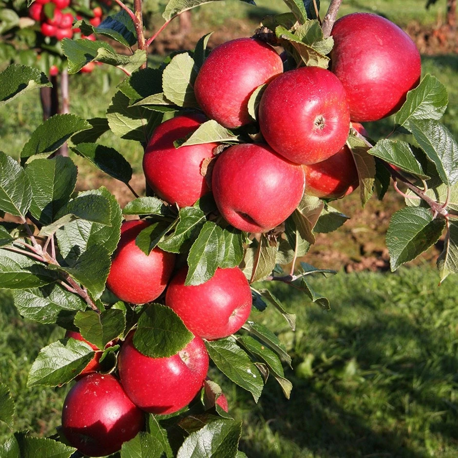 Apple 'Red Windsor' 1 Apple 'Red Windsor'