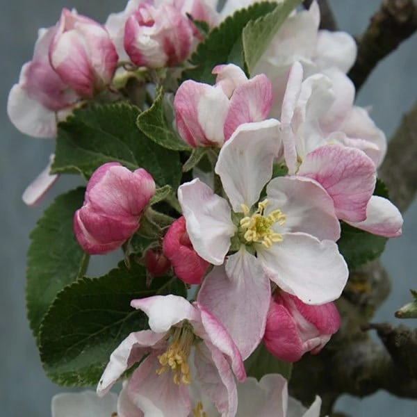 Apple 'Red Windsor' 2 Apple 'Red Windsor' - Image 2