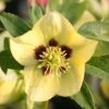 Helleborus × Hybridus Harvington Yellow With Dark Eye