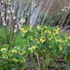 Helleborus × Hybridus Harvington Yellow With Dark Eye -Plants Shop pl2000023660 card3 lg