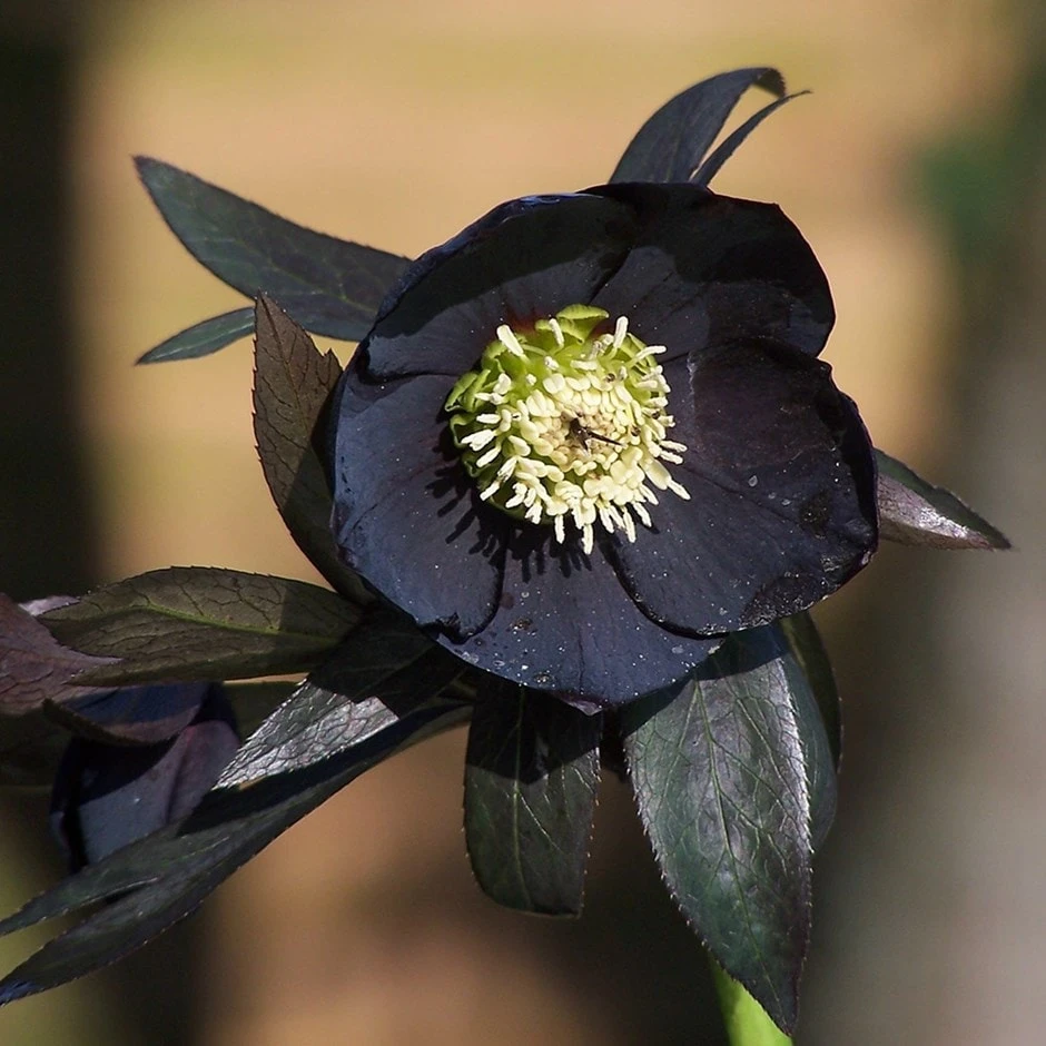 Helleborus × Hybridus Harvington Black 1 Helleborus × Hybridus Harvington Black