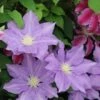 Clematis 'H. F. Young'