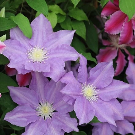 Clematis 'H. F. Young' 1 Clematis 'H. F. Young'