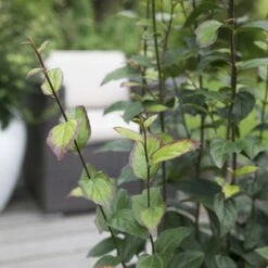 Parrotia Persica Persian Spire ('JLPN01') (PBR) 10 Parrotia Persica Persian Spire ('JLPN01') (PBR) -Plants Shop pl2000023845 card3 lg