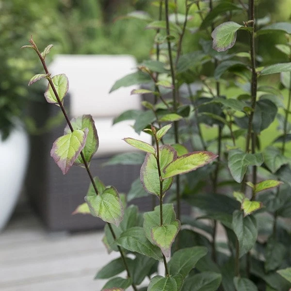 Parrotia Persica Persian Spire ('JLPN01') (PBR) 3 Parrotia Persica Persian Spire ('JLPN01') (PBR) - Image 3